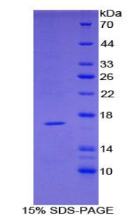 肿瘤坏死因子受体超家族成员19样蛋白(TNFRSF19L)重组蛋白