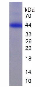 脂筏特征蛋白2(FLOT2)重组蛋白
