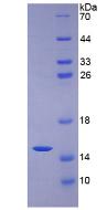 粘蛋白2(MUC2)重组蛋白