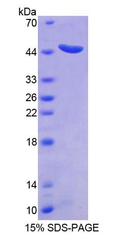 信号转导衔接分子2(STAM2)重组蛋白