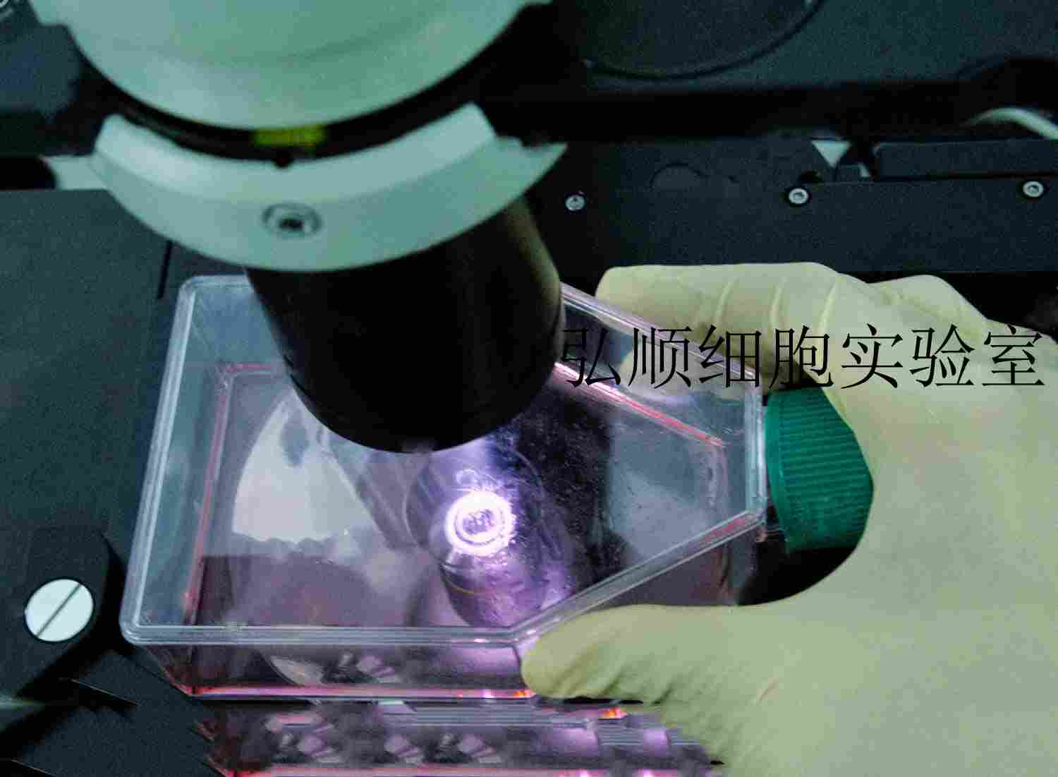VMRC-RCZ Cells|人肾细胞癌贴壁细胞