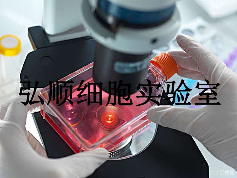 Hs 688(A).T Cells|人黑色素瘤贴壁细胞