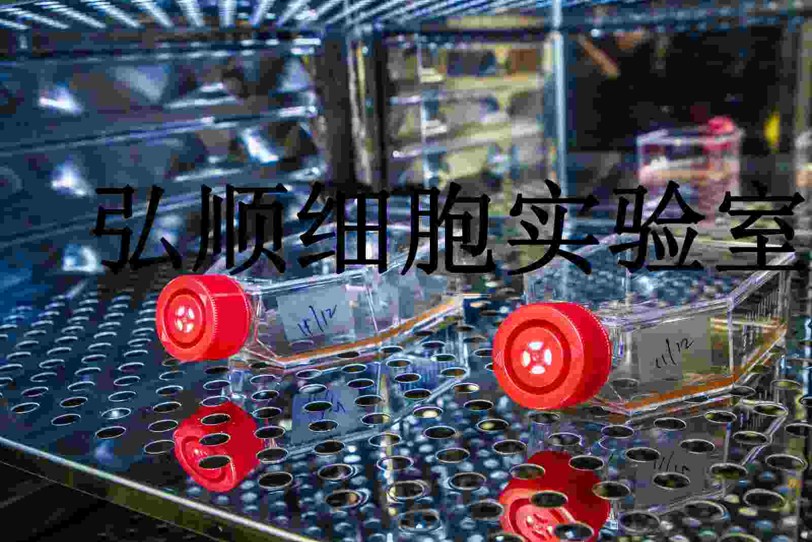 HT-144 Cells|人恶性黑色素瘤贴壁细胞