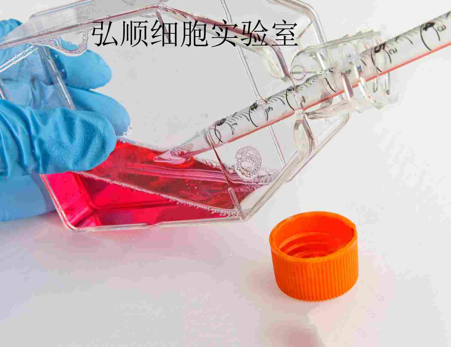 HFF-1 Cells|人包皮成纤维贴壁细胞