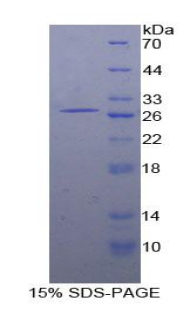 信号淋巴细胞激活分子家族成员5(SLAMF5)重组蛋白