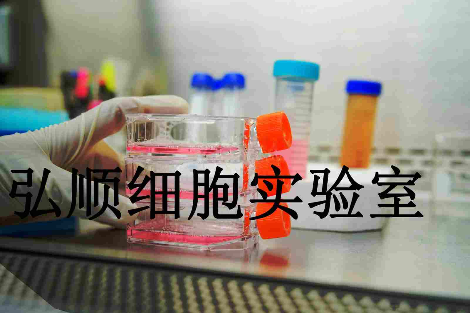 Lu-99A Cells|人大细胞肺癌贴壁细胞