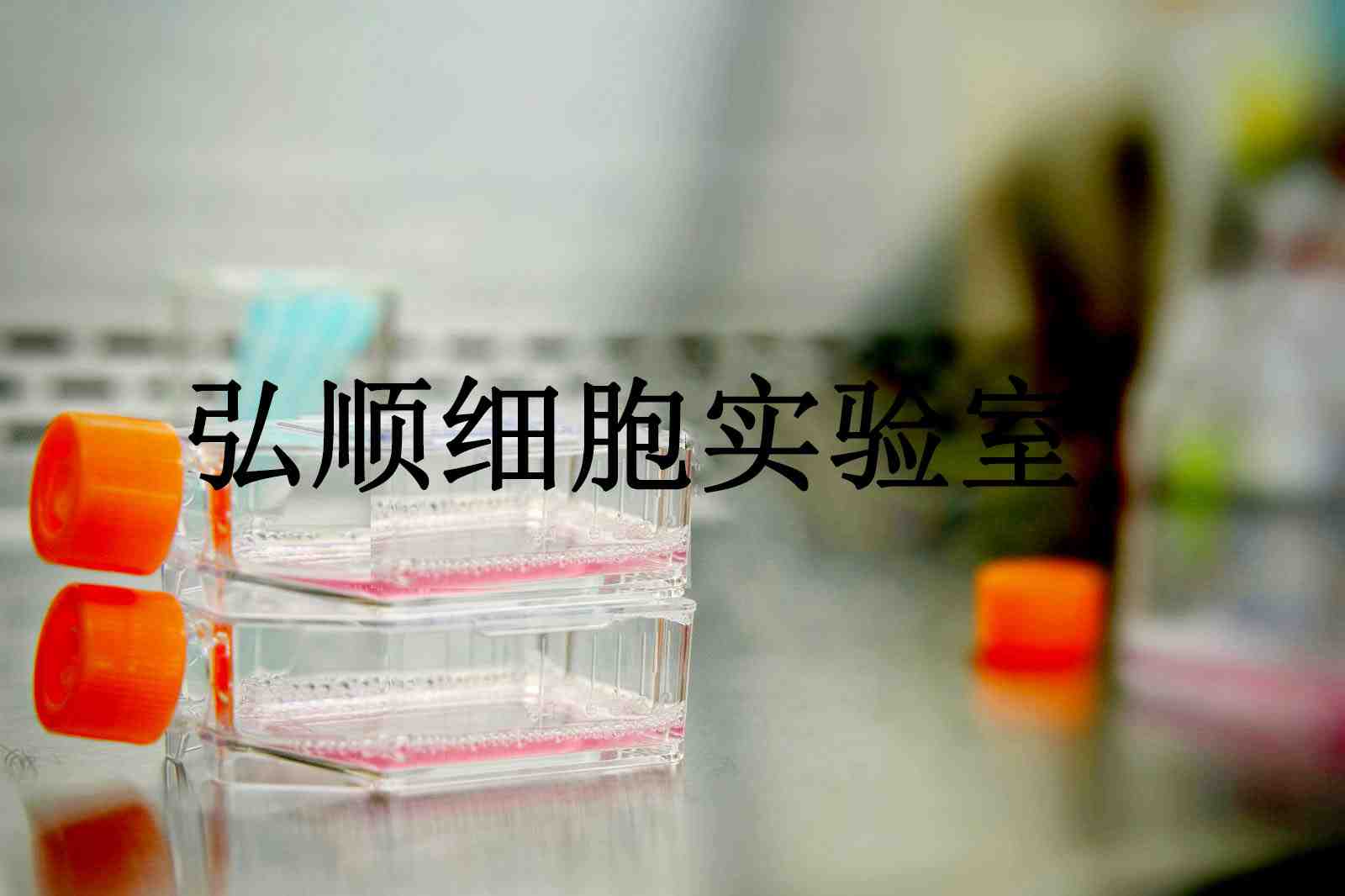 MAVER-1 Cells|人淋巴细胞瘤悬浮细胞