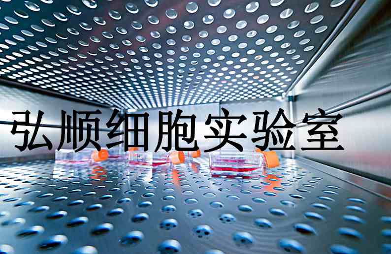 MDCK-II Cells|犬肾贴壁细胞