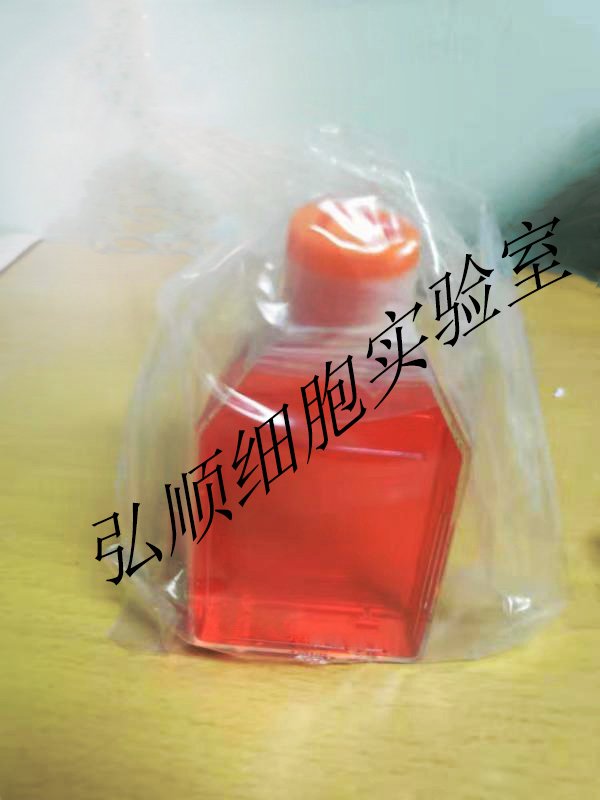 MPP 89 Cells|间皮瘤贴壁细胞