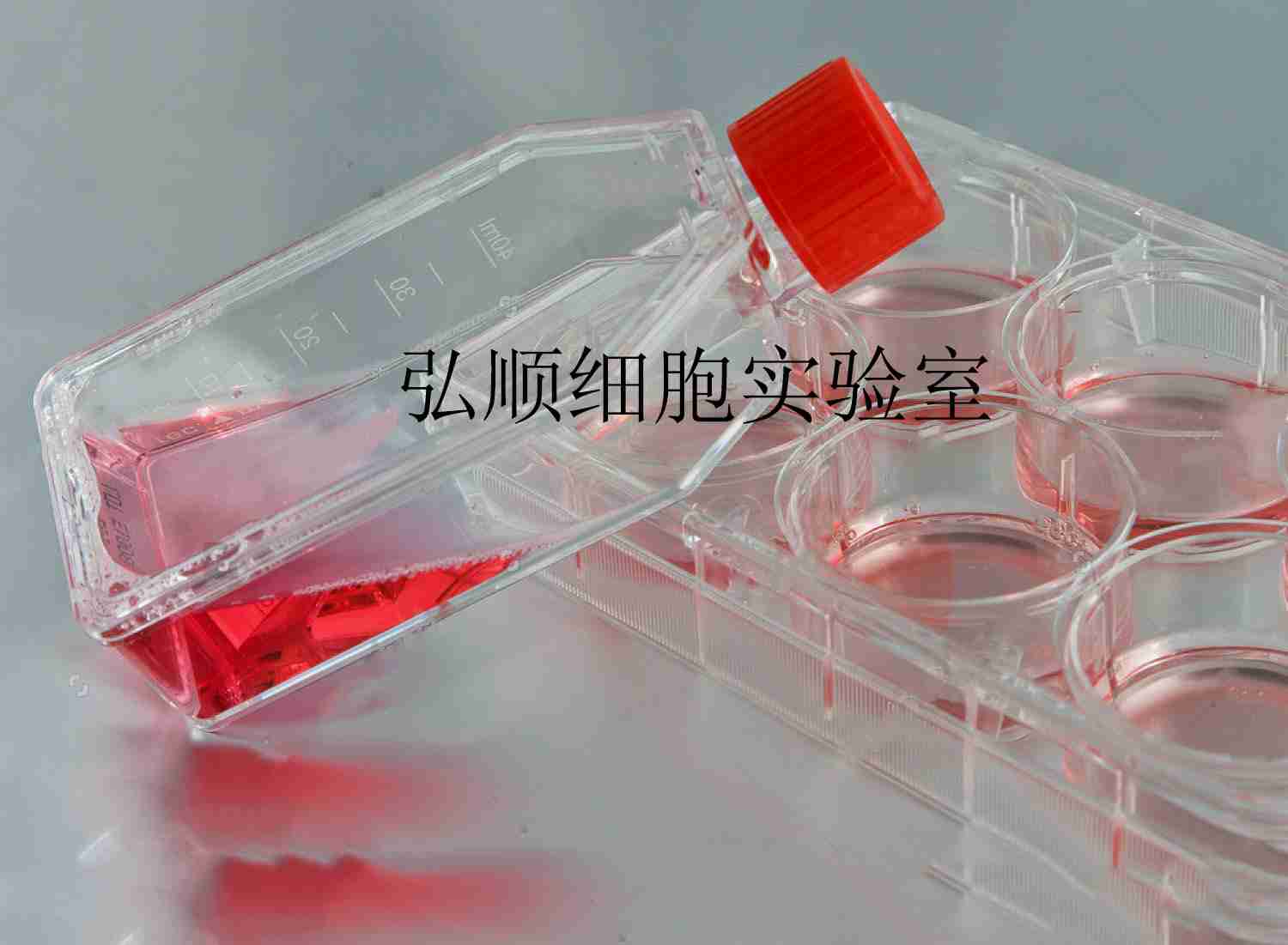 SNU-886 Cells|人肝癌贴壁细胞