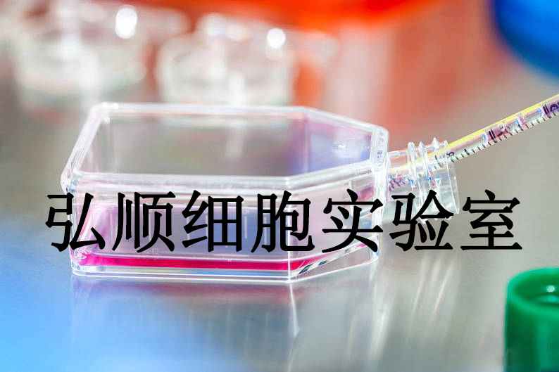 ECC12 Cells|人子宫内膜癌贴壁细胞