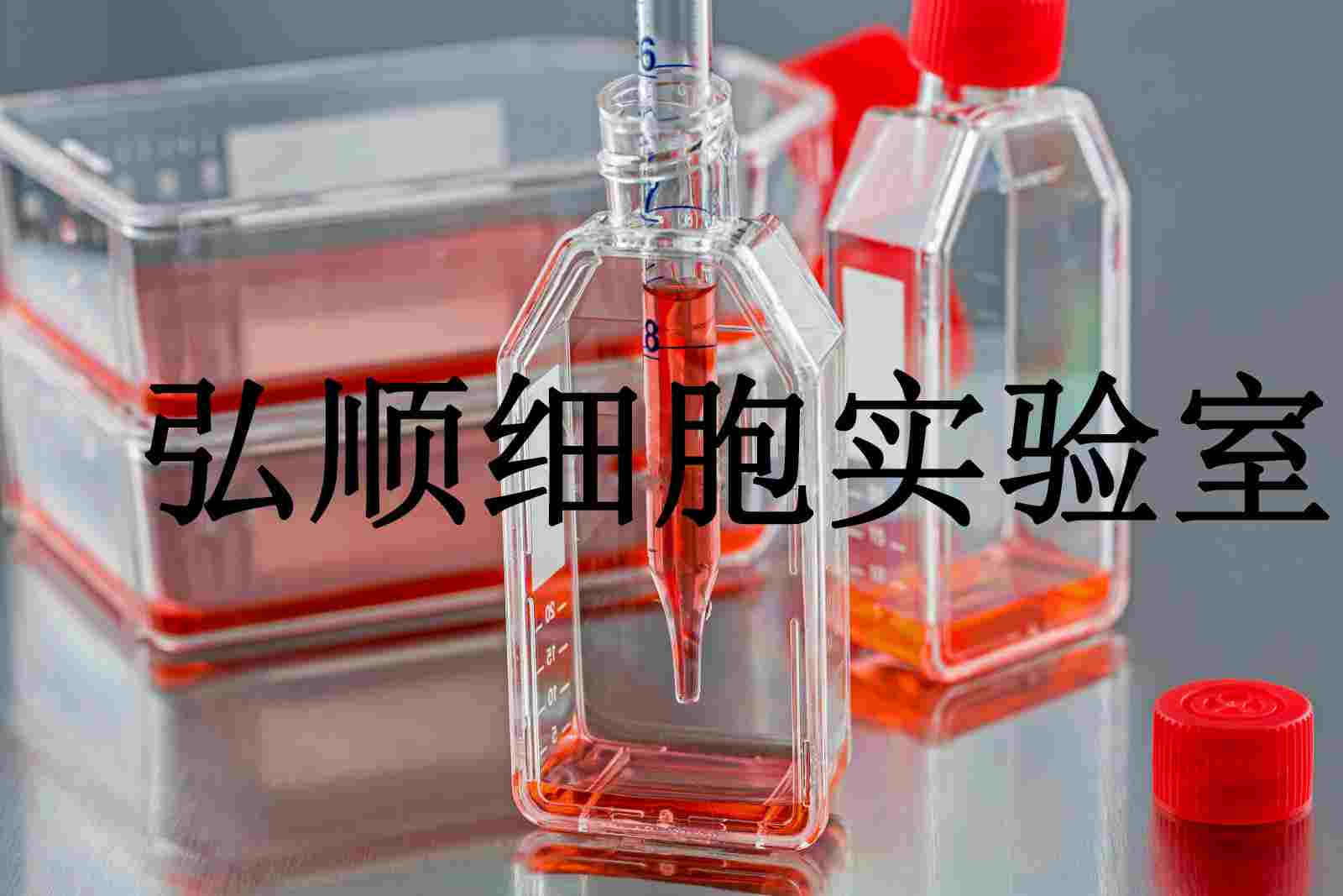 Hca-F Cells|小鼠肝癌贴壁细胞