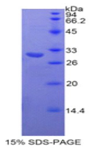 神经束蛋白(NFASC)重组蛋白
