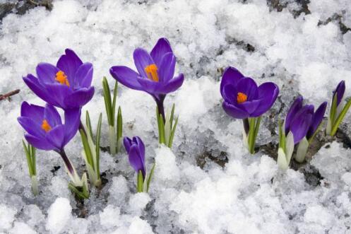 藏红花酸(反式)，西红花酸