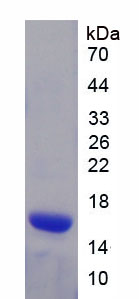 鞘磷脂脂质蛋白1(PLP1)重组蛋白
