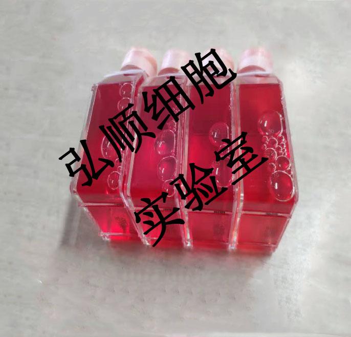 EFM-192B Cells|人乳腺癌贴壁细胞