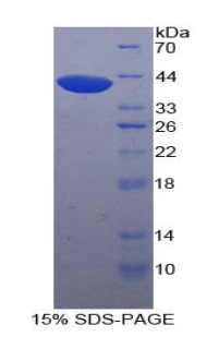 尿苷二磷酸糖基转移酶8(UGT8)重组蛋白