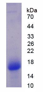 囊泡关联膜蛋白关联蛋白A(VAPA)重组蛋白