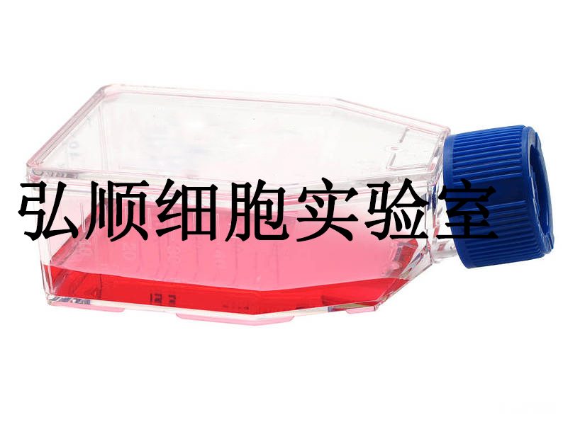 DLD-1人结直肠腺癌上皮贴壁细胞系