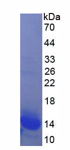 硫氧化还原蛋白2(TXN2)重组蛋白