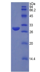 硫酸酯酶修饰因子1(SUMF1)重组蛋白