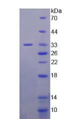 磷酸肌醇-3-激酶3(PIK3C3)重组蛋白