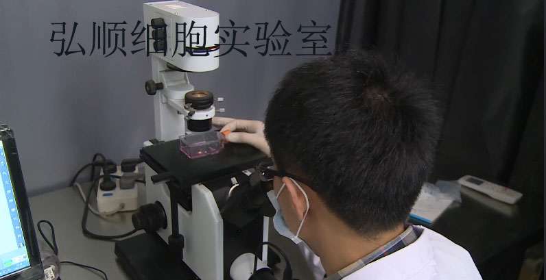 Kit225人T淋巴悬浮细胞系