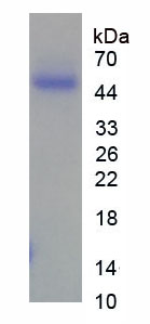 利钠肽受体1(NPR1)重组蛋白