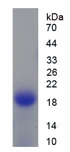 巨噬细胞集落刺激因子受体(MCSFR)重组蛋白