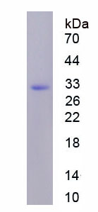 肌球蛋白重链9(MYH9)重组蛋白