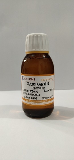 高效RIPA裂解液 /细胞快速裂解液