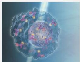 动物线粒体纯化试剂盒