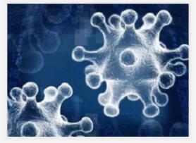 植物线粒体纯化试剂盒