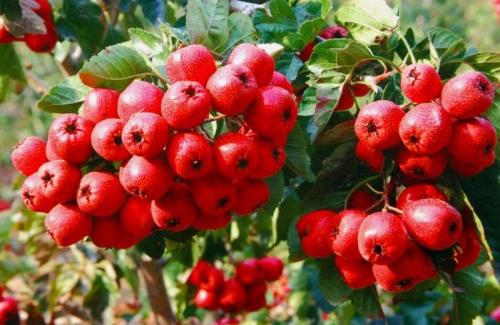 源头厂家供应：山楂提取物