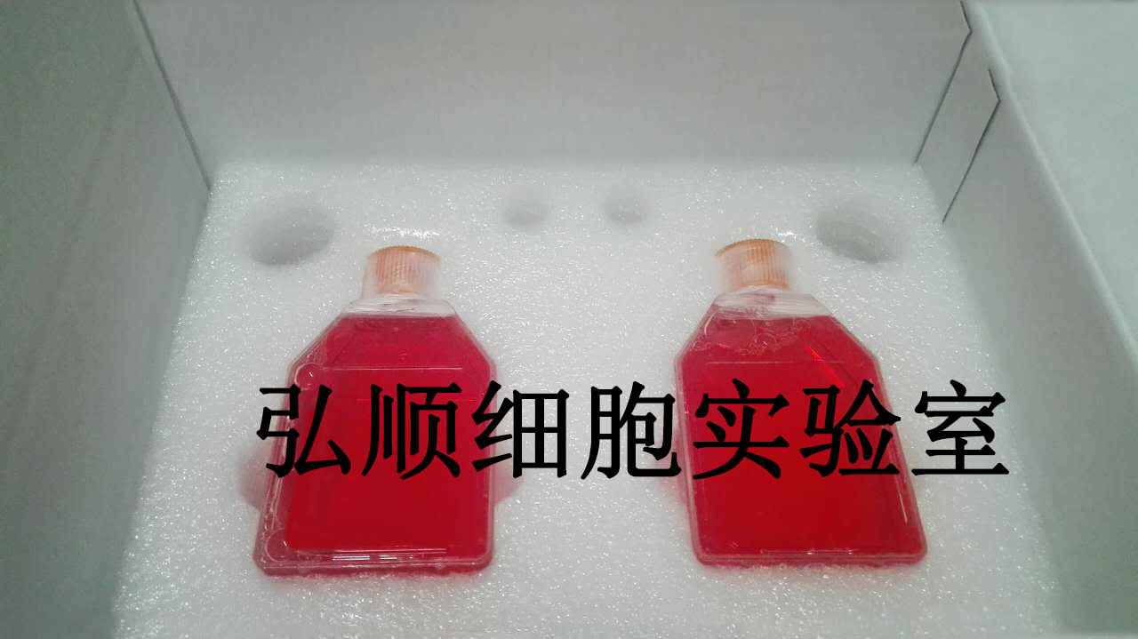 SK-MEL-3人恶性黑色素瘤贴壁细胞系