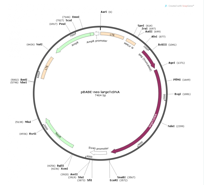 pBABE-neo largeTcDNA 载体