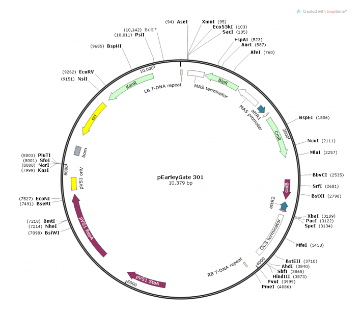 pEarleyGate 301 载体
