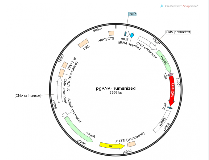pgRNA-humanized 载体