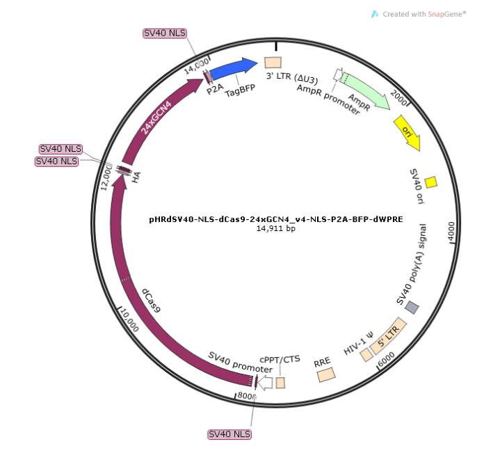 pHRdSV40-scFv-GCN4-sfGFP-VP64-GB1-NLS 载体