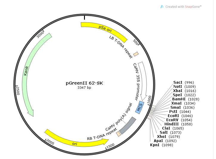 pGreenII 62-SK 载体