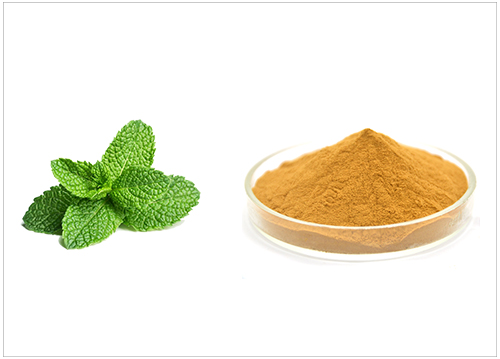 薄荷提取