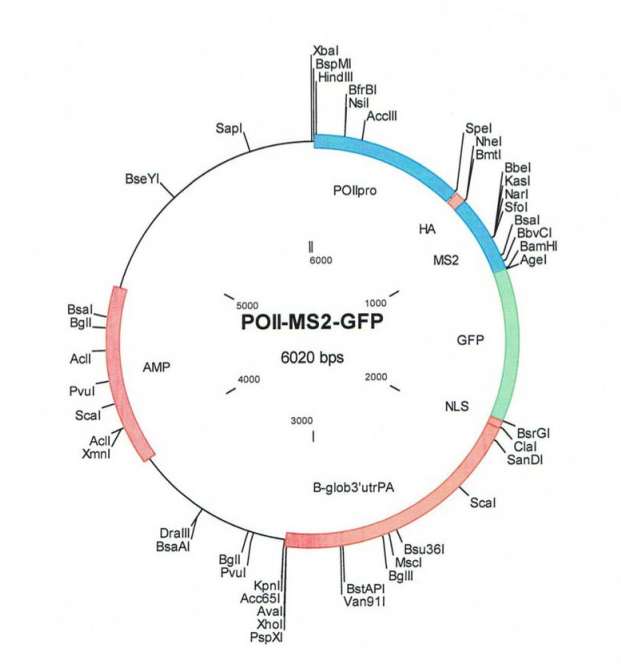 pMS2-GFP 载体