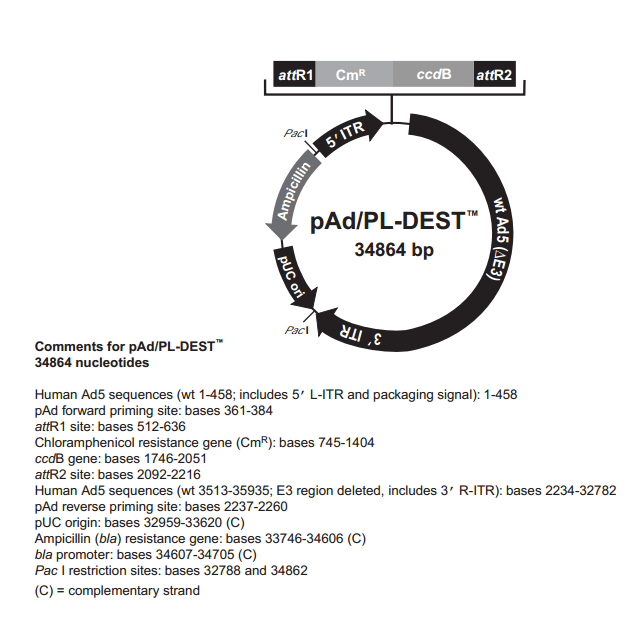 pAd/PL-DEST 载体
