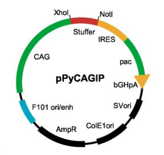 pPyCAGIP 载体