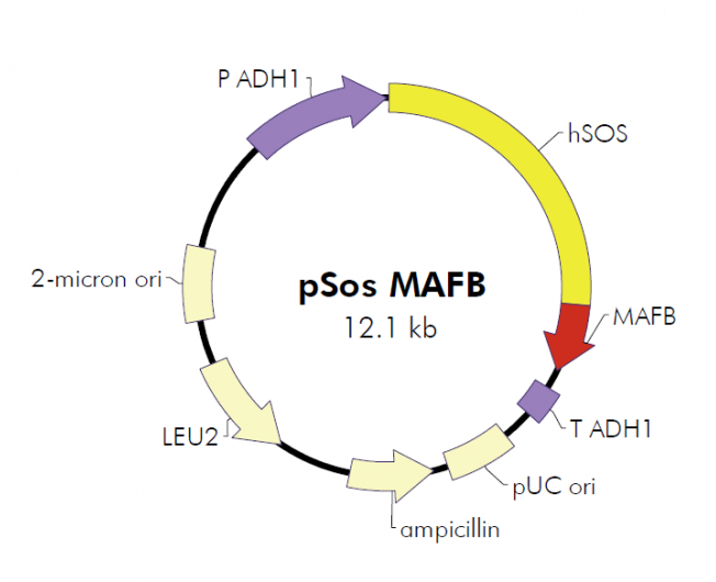 pSos MAFB 载体