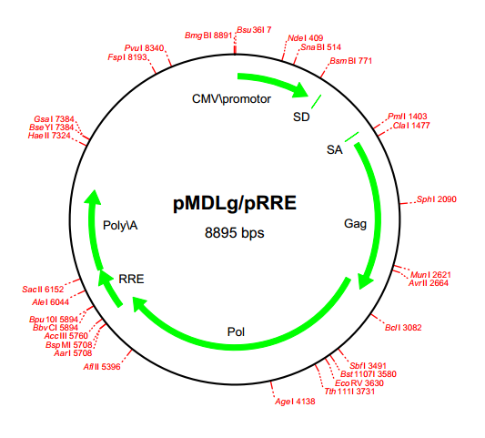 pMDLg/pRRE 载体