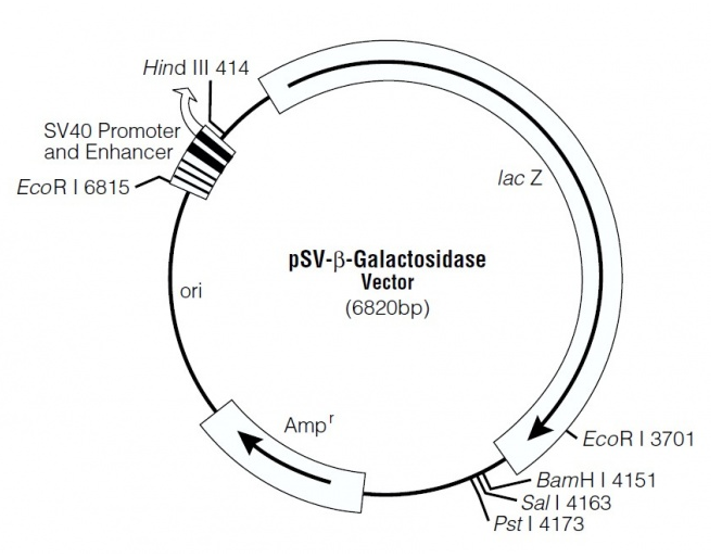 pSV-β-Galactosidase 载体