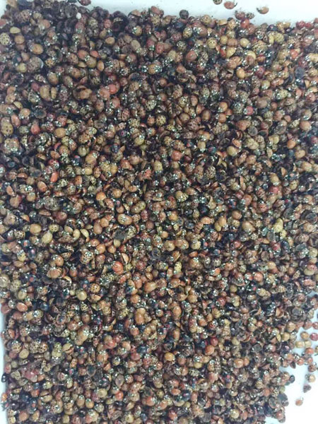 昆虫类养殖啤酒酵母粉、蜜蜂用啤酒酵母粉