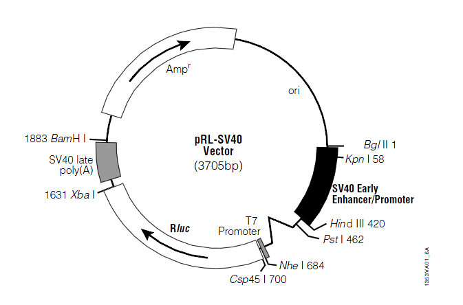 pRL-SV40 载体
