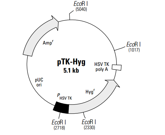 pTK-Hyg 载体